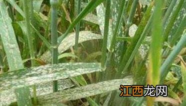 什么是小麦白粉病 什么是小麦白粉病病害