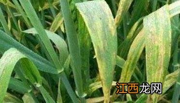 小麦常见的病害有哪些 小麦病害图片大全与防治