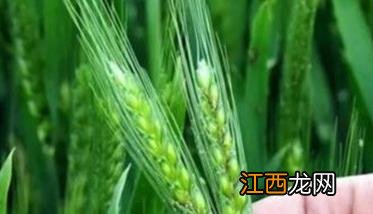 小麦扬花期能浇水吗 小麦扬花期能浇水吗?一