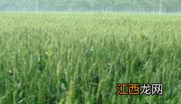 小麦除草剂什么时候打好 小麦除草剂什么时候打药好