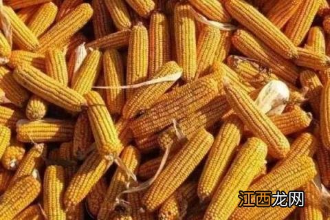 锦玉118玉米种简介，适合哪里种植，产量如何