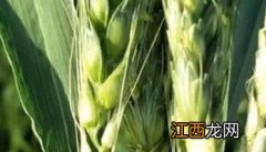 小麦拔节孕穗期的田间管理应主攻什么?