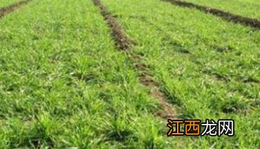 小麦湿害有哪些症状和危害? 小麦有什么病害什么症状