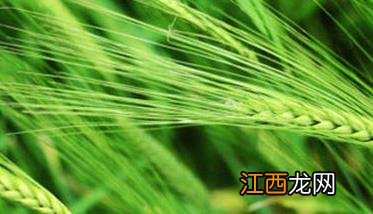 小麦抽穗以后遇上干旱怎么办? 小麦干旱导致抽穗过早