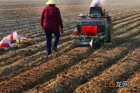 露地冬瓜种植时间及技术要点 冬瓜种植时间和方法