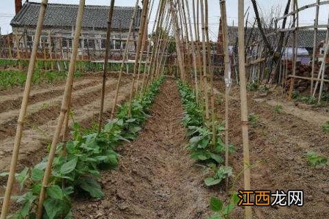 露地冬瓜种植时间及技术要点 冬瓜种植时间和方法