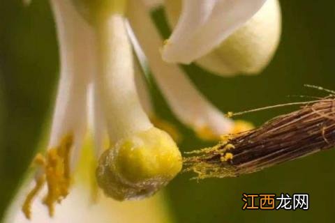 露地冬瓜种植时间及技术要点 冬瓜种植时间和方法