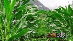 玉米间作套种 玉米间套种技术原则