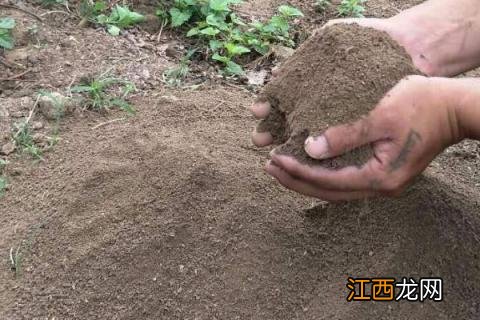 阳台种猕猴桃能结果吗，附种植方法 阳台种猕猴桃能结果吗,附种植方法图片