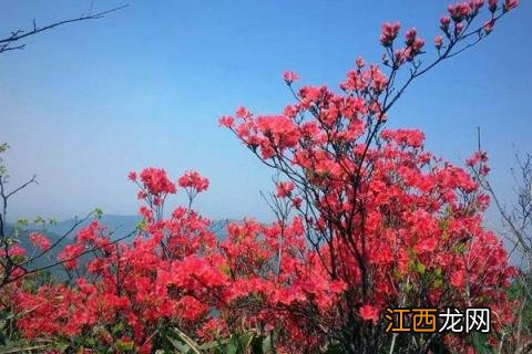 野生映山红怎么移栽，什么时候移栽合适