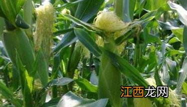 提高甜玉米种植技术必须抓好“四点”