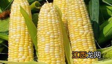 无公害早食鲜玉米栽培技术要点 鲜食玉米早春种植时间