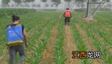 玉米除草剂在什么时间喷施 玉米除草剂在什么时间喷施好