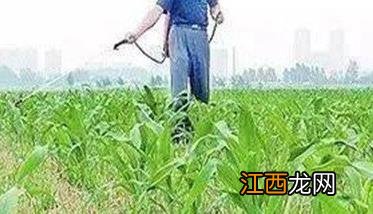 怎样使用玉米除草剂，有哪些需注意事项？
