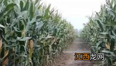 各地玉米成熟的大致时间是多久 各地玉米成熟的大致时间