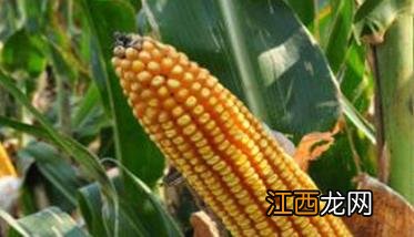 各地玉米成熟的大致时间是多久 各地玉米成熟的大致时间