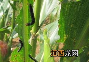 玉米的病害及防治措施 玉米种植中的病害如何防治