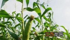 怎样种植甜玉米视频 怎样种植甜玉米