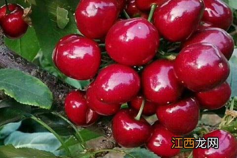 红灯樱桃品种介绍 红灯大樱桃品种介绍