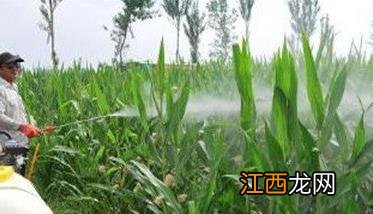 玉米红蜘蛛发病条件 玉米红蜘蛛什么时候防治好