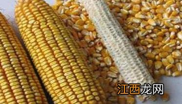 玉米千粒重一般多少 玉米千粒重多少克