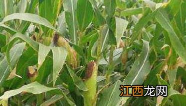 玉米缺氮的症状有哪些? 玉米缺氮肥的症状