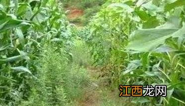 玉米田使用除草剂必须注意的几个问题