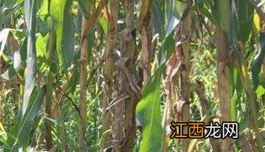 玉米纹枯病及防治方法 玉米纹枯病的防治方法