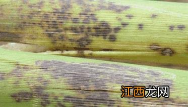 玉米褐斑病症状及防治方法 玉米褐斑病怎么回事