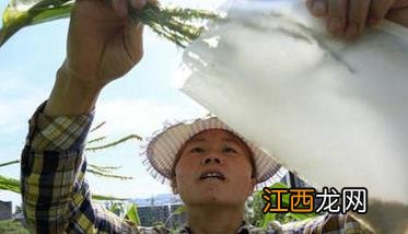 抓住三个关键点，做好玉米花粒期的田间管理