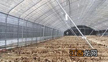 种植羊肚菌的大棚怎样建 未来10大暴利养殖