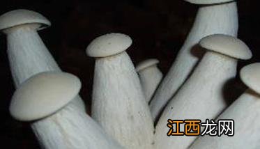 杏鲍菇栽培对温度的要求 杏鲍菇的种植温度