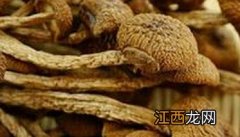 茶树菇的功效与作用及营养价值 茶树菇的功效与作用