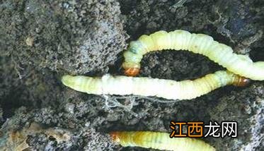 怎样种冬虫夏草 怎样种冬虫夏草种子