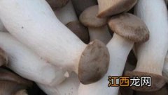 杏鲍菇的功效与作用是什么 杏鲍菇的功效与作用有哪些