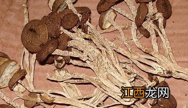 虫草菌菇的功效与作用 虫草菇的功效与作用有哪些