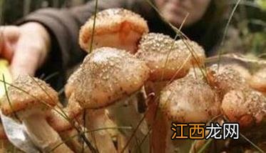 草菇采收的最佳时期是 草菇的采收标准是什么