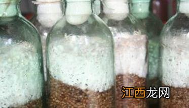 什么叫香菇代料栽培 香菇代料栽培的主要技术措施