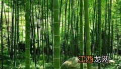 竹林造林方法 竹林造林方法包括