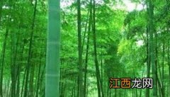 竹林如何管理 竹林怎样管理才多笋