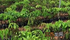 橡胶树种植技术及施肥需注意哪些 橡胶树种植技术与管理方法