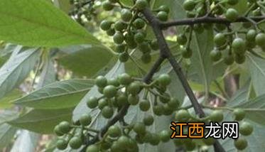 胡椒施什么肥料最好吃 胡椒施什么肥料最好