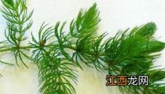 金鱼藻是什么植物是藻类植物吗 金鱼藻是什么植物