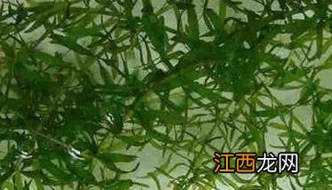 伊乐藻种植方法 伊乐藻种植方法介绍