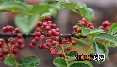 花椒锈病用什么药效果最好 花椒锈病怎么预防和治疗