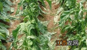 烟草赤星病的防治方法 烟草赤星病症状特点