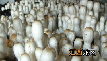 鸡腿菇种植方法要点 鸡腿菇种植方法要点视频