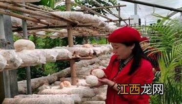 猴头菇装袋灭菌技术要点及其注意事项