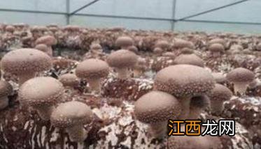 香菇栽培方法 香菇栽培方法及管理