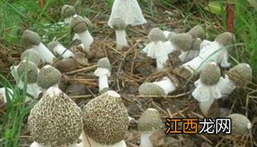 竹荪种植方法与技术视频 竹荪种植方法